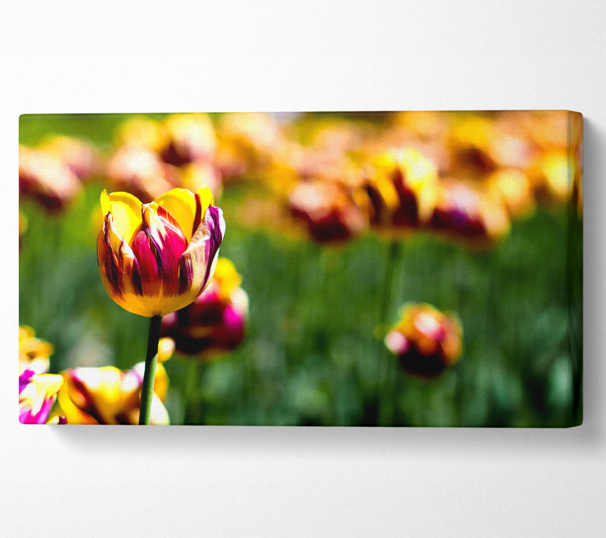Botanical Garden Tulips Canvas Art