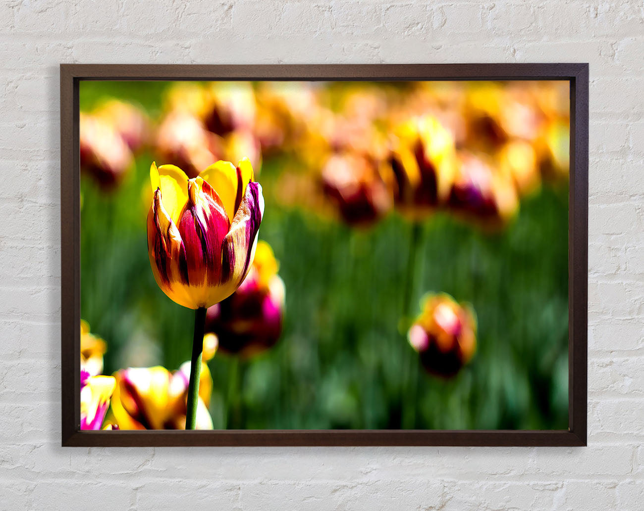 Botanical Garden Tulips Framed Print