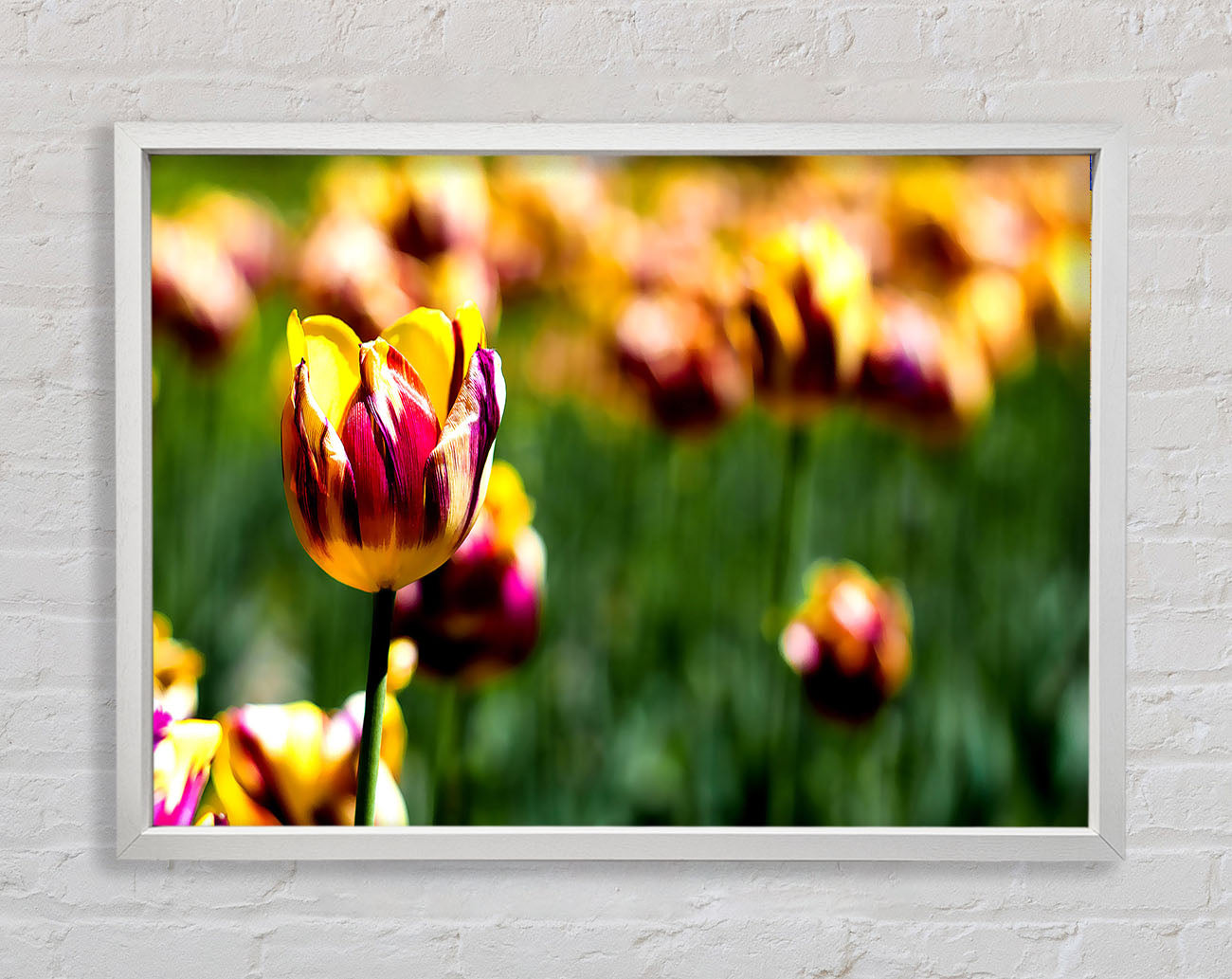 Botanical Garden Tulips Framed Print