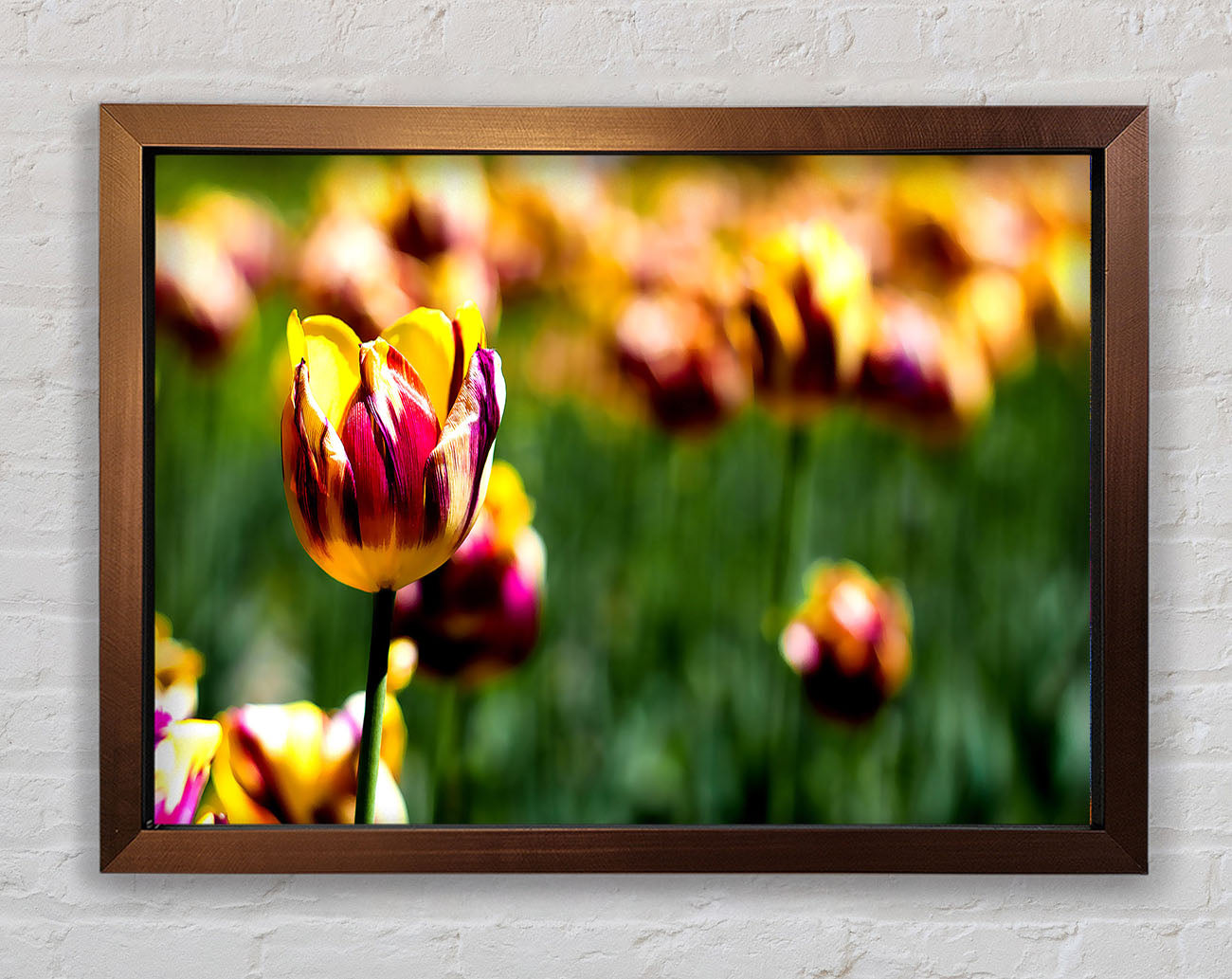 Botanical Garden Tulips Framed Print