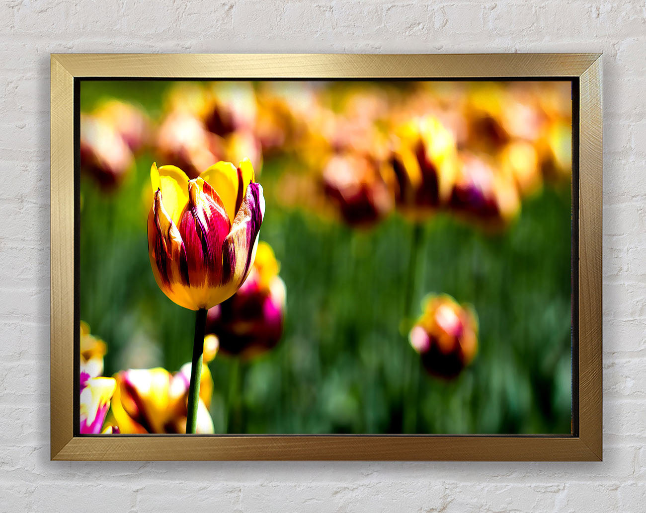 Botanical Garden Tulips Framed Print