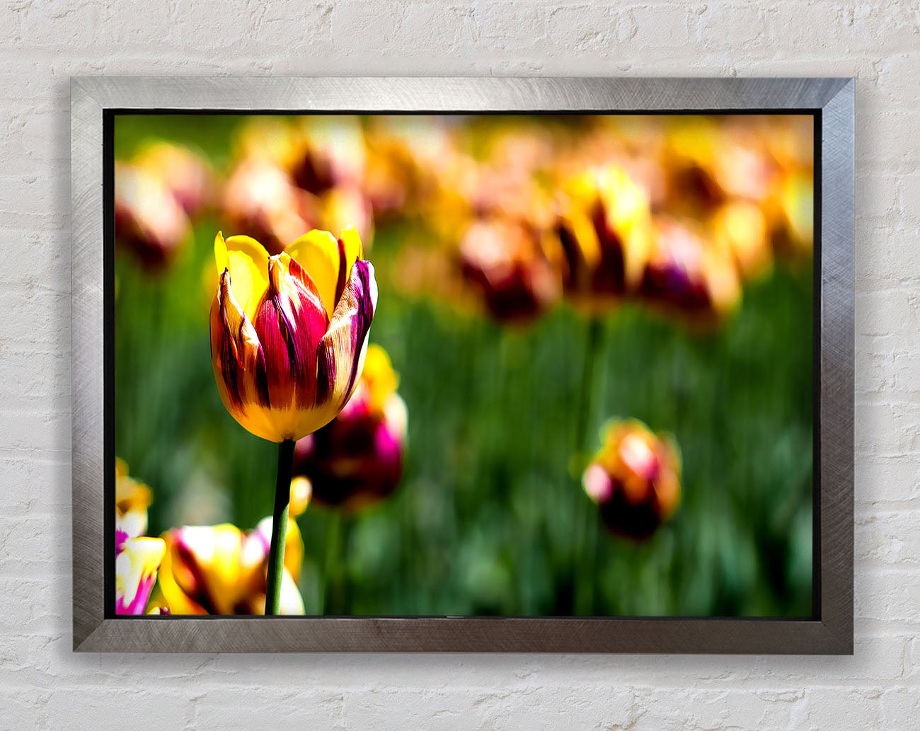 Botanical Garden Tulips Framed Print