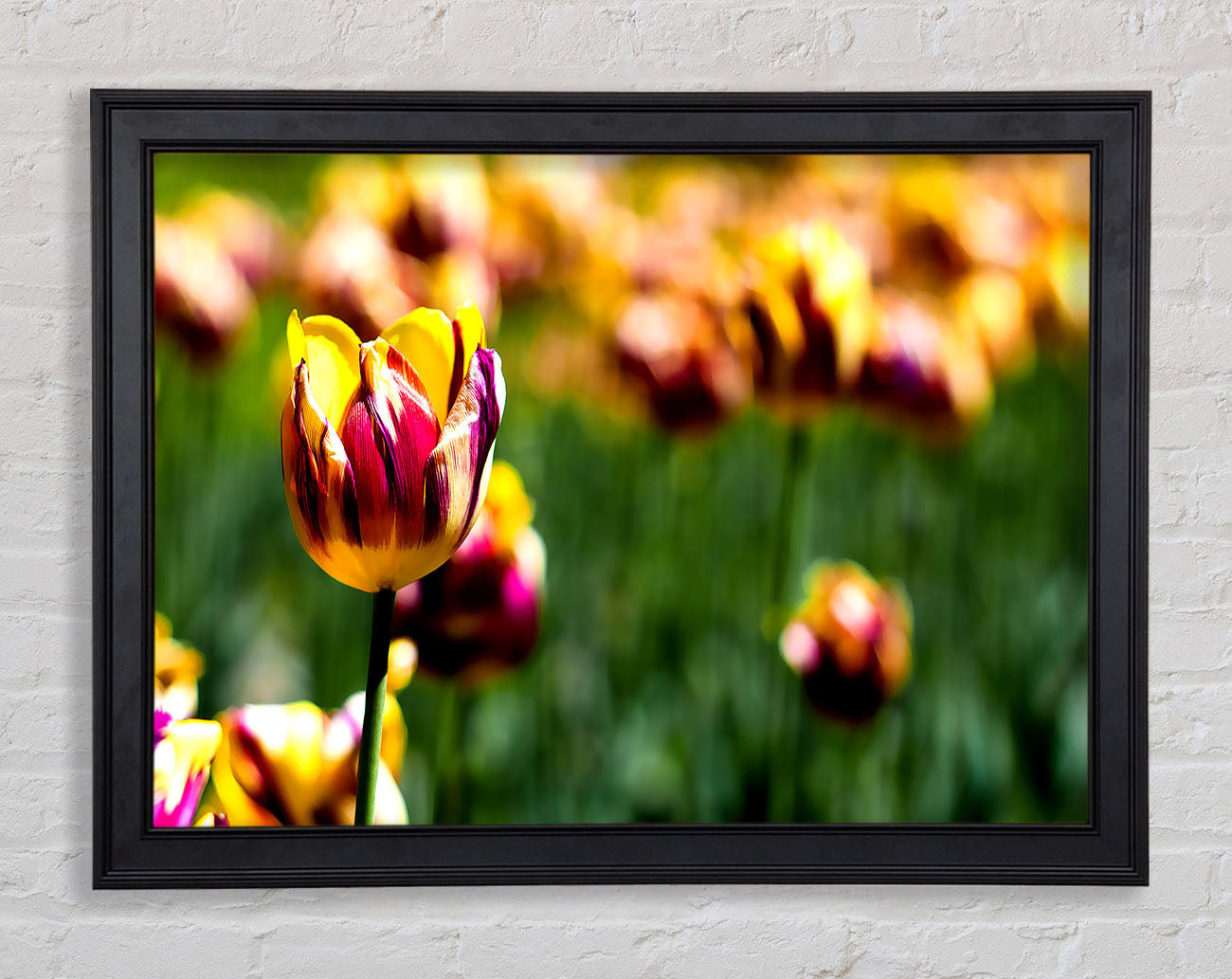Botanical Garden Tulips Framed Print