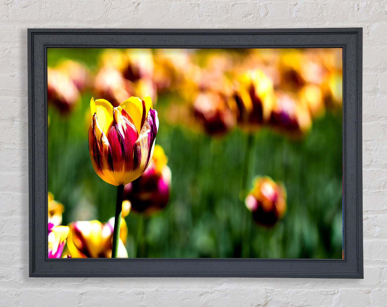 Botanical Garden Tulips Framed Print
