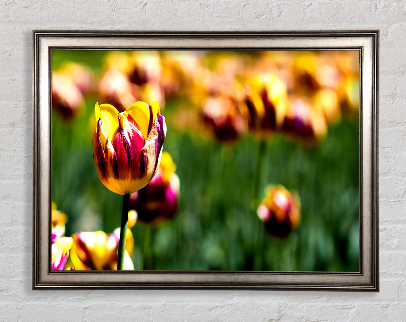 Botanical Garden Tulips Framed Print