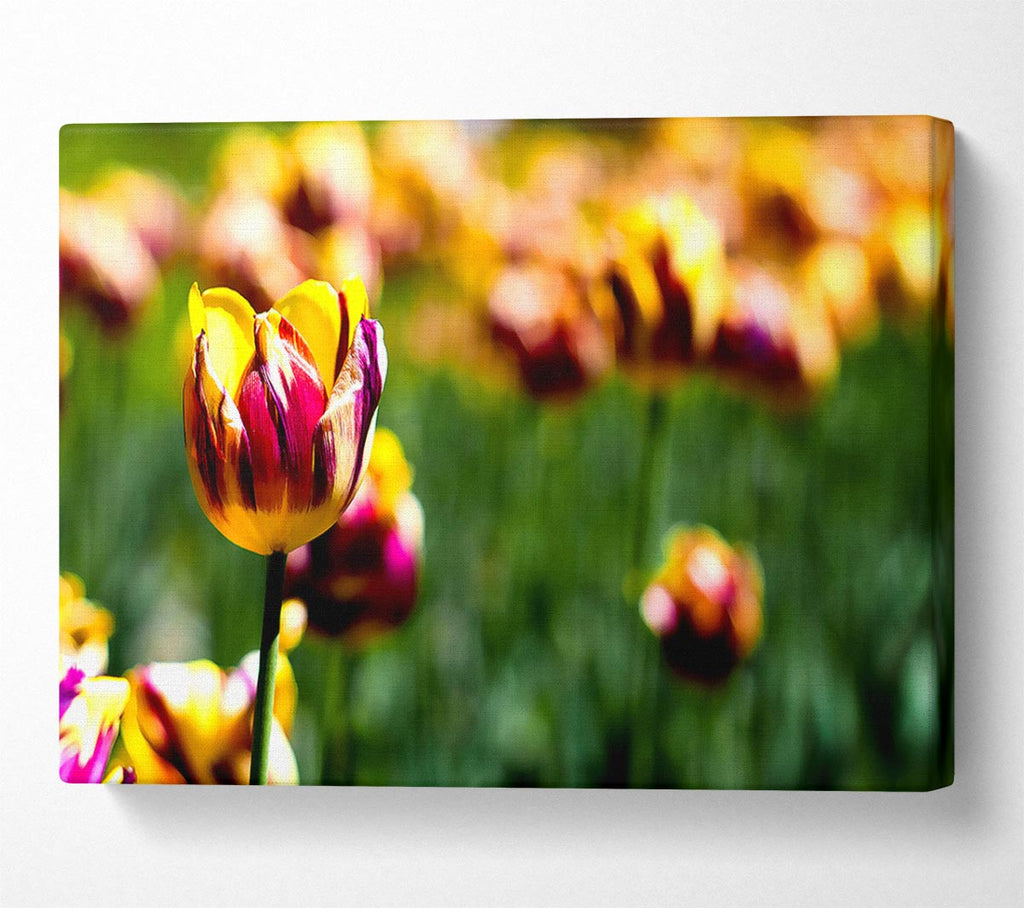 Botanical Garden Tulips Canvas Art