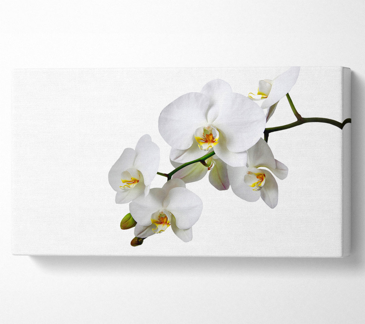 White Orchid Beauty Canvas Wall Art