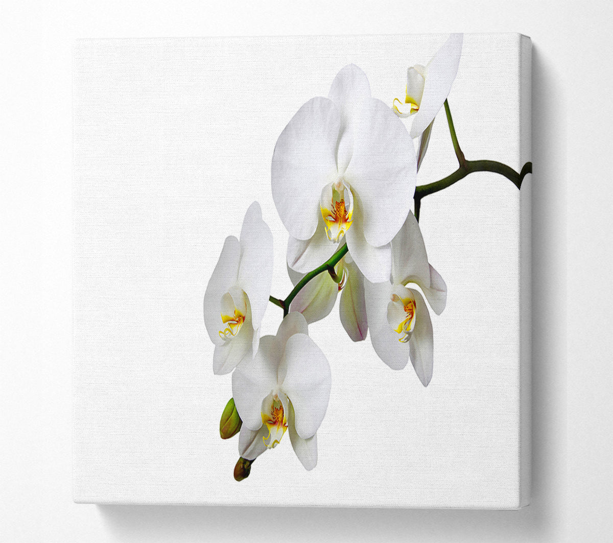 White Orchid Beauty Canvas Wall Art