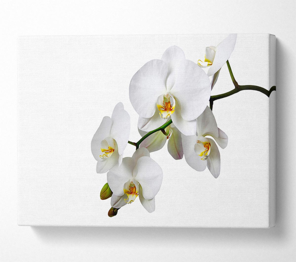 White Orchid Beauty Canvas Wall Art
