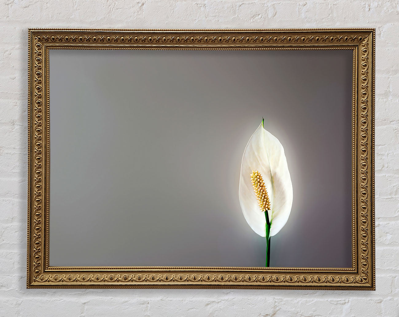 White Lily Heaven Framed Print