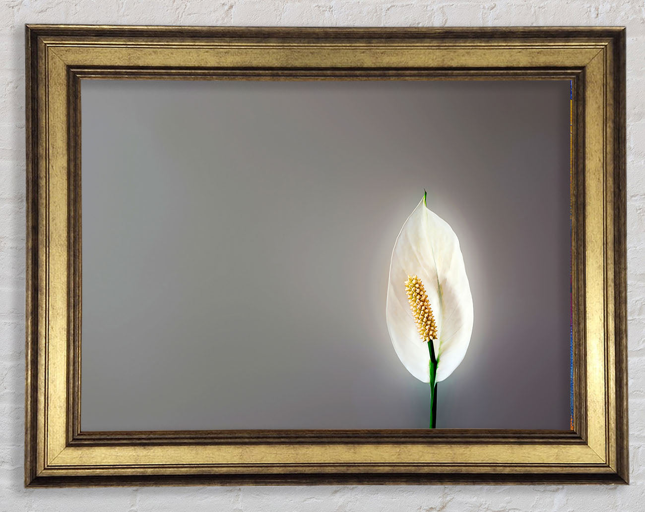 White Lily Heaven Framed Print