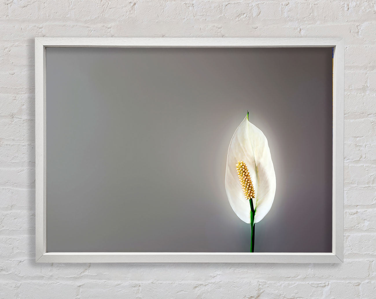 White Lily Heaven Framed Print