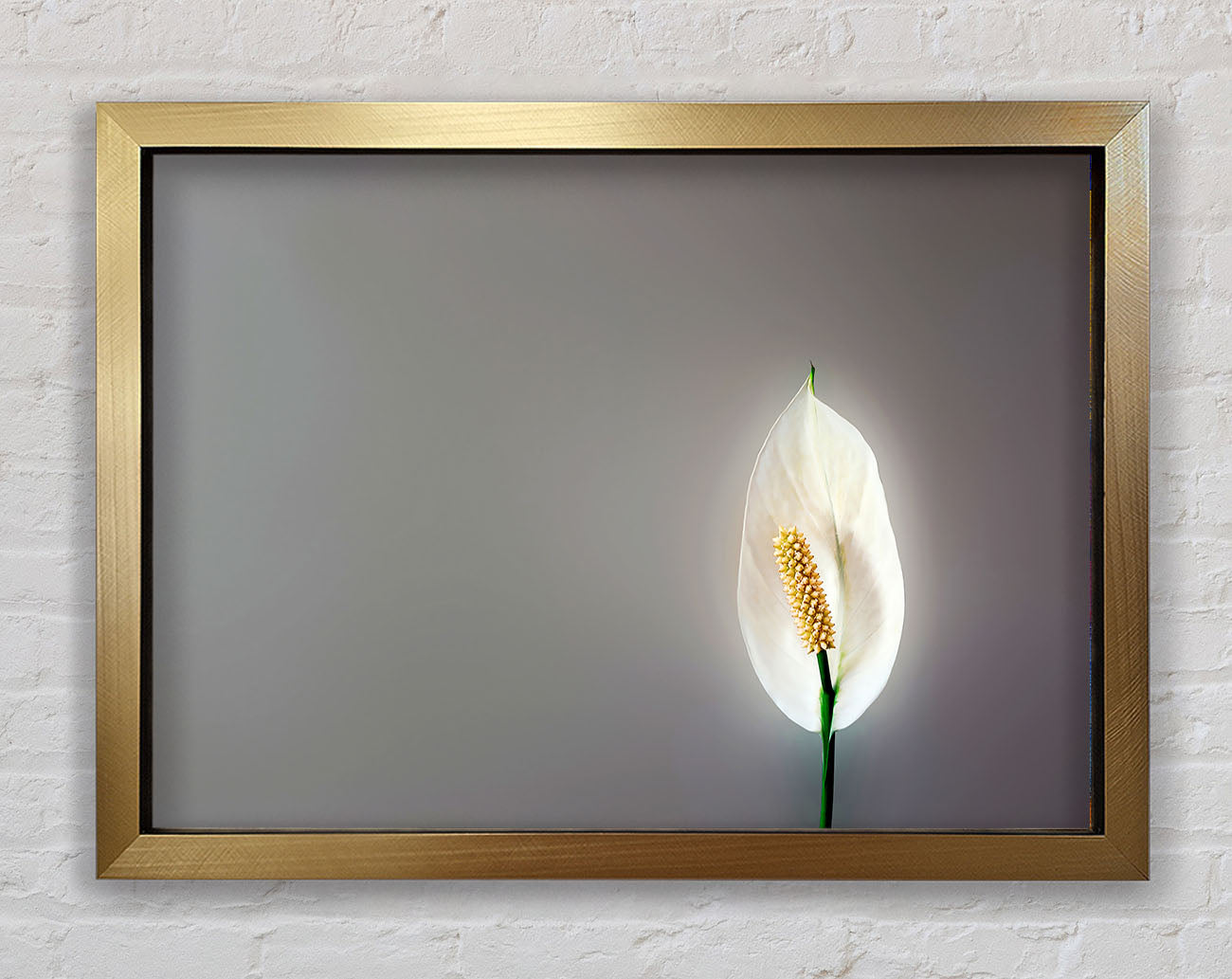 White Lily Heaven Framed Print