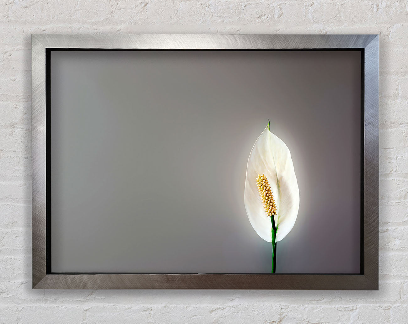 White Lily Heaven Framed Print