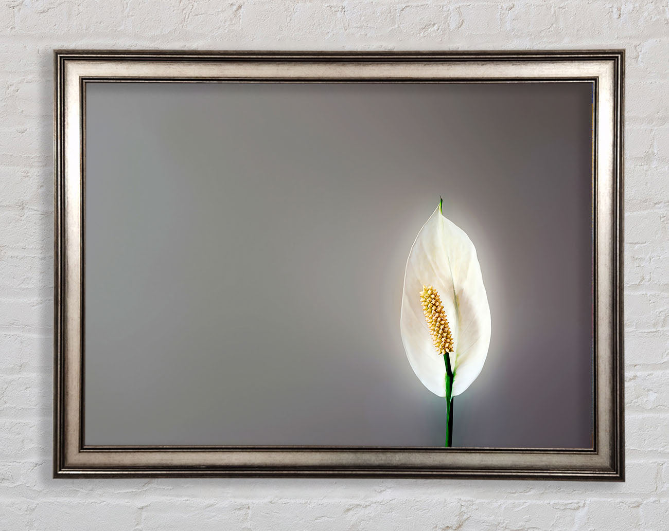 White Lily Heaven Framed Print