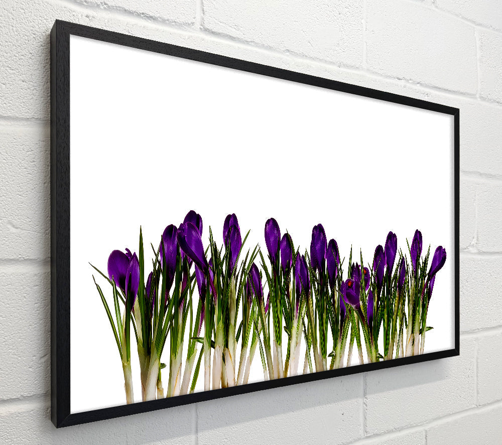 Purple Garden Flowers