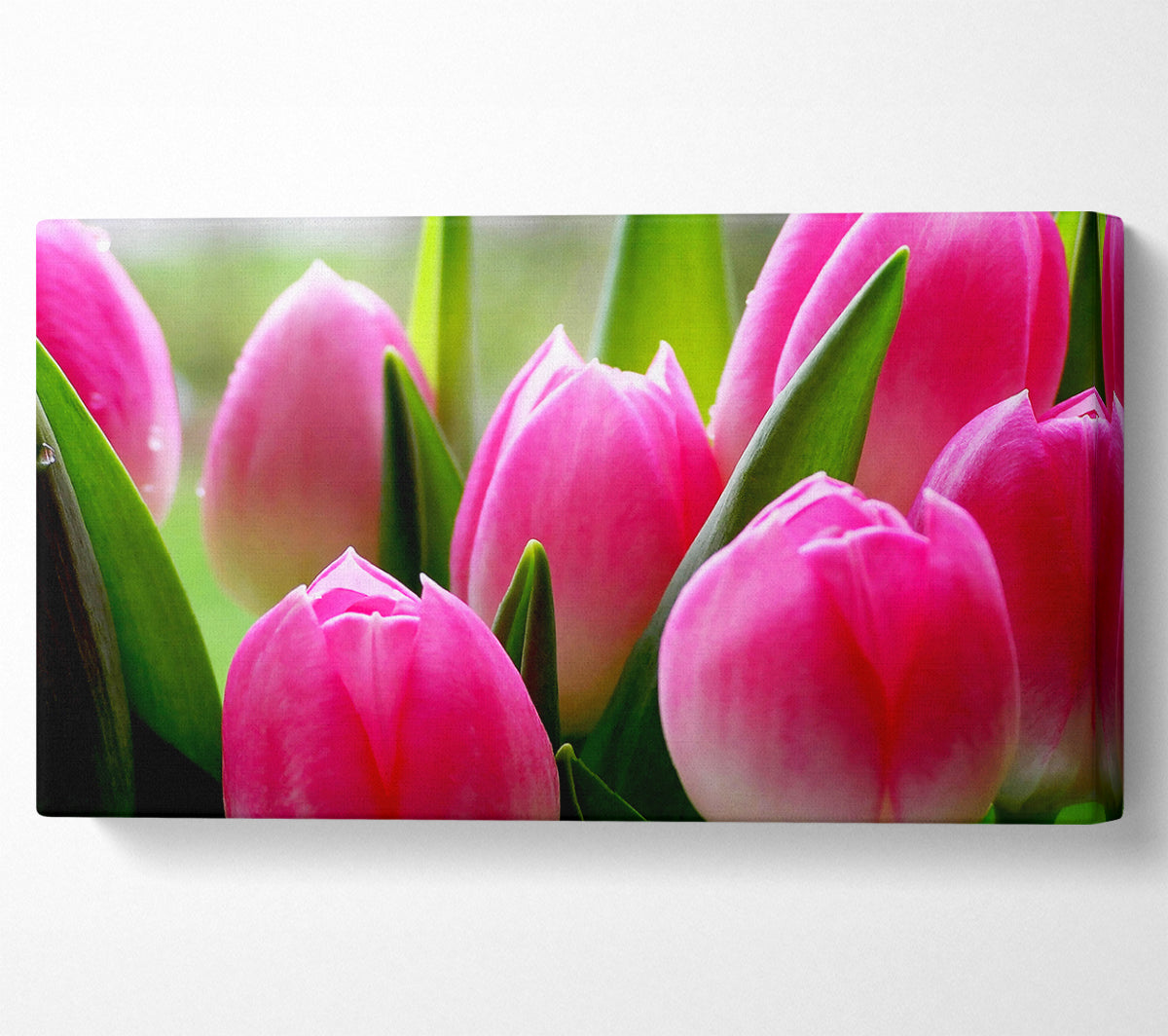 Pink Tulip Garden Surprise Canvas Wall Art