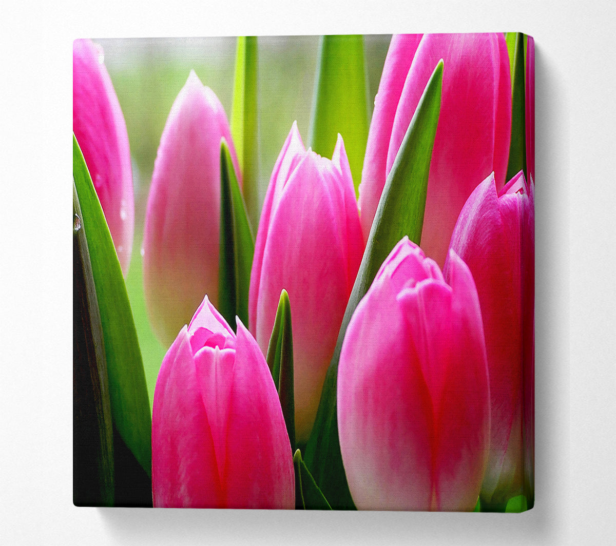 Pink Tulip Garden Surprise Canvas Wall Art