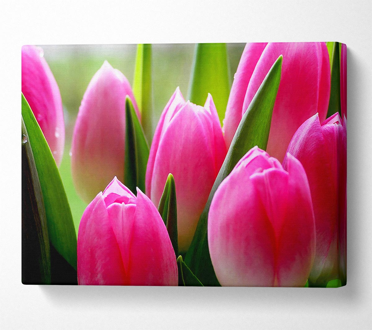 Pink Tulip Garden Surprise Canvas Wall Art