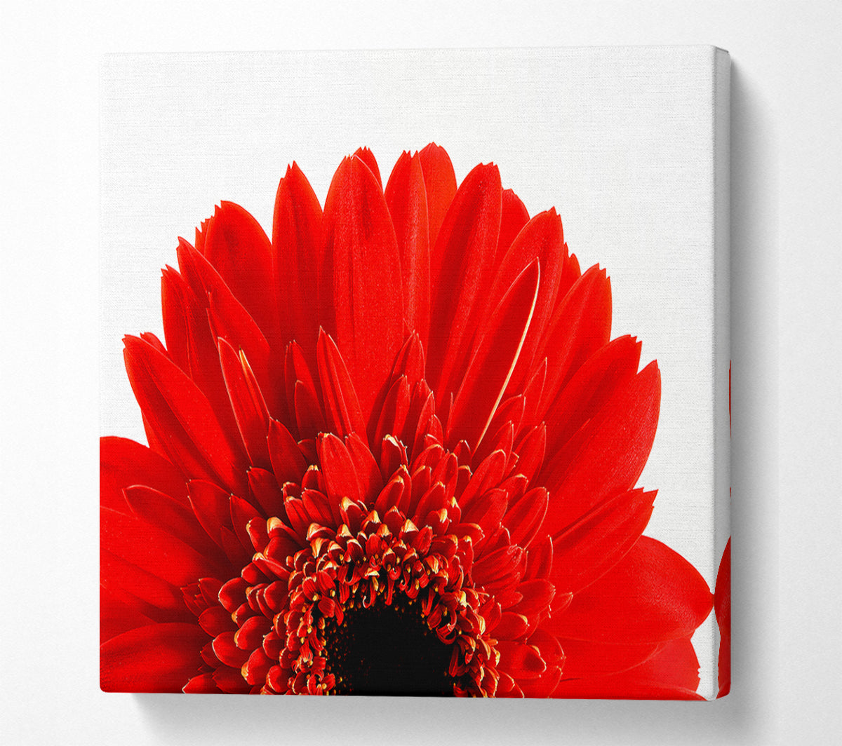 Red Gerbera Head Canvas Wall Art