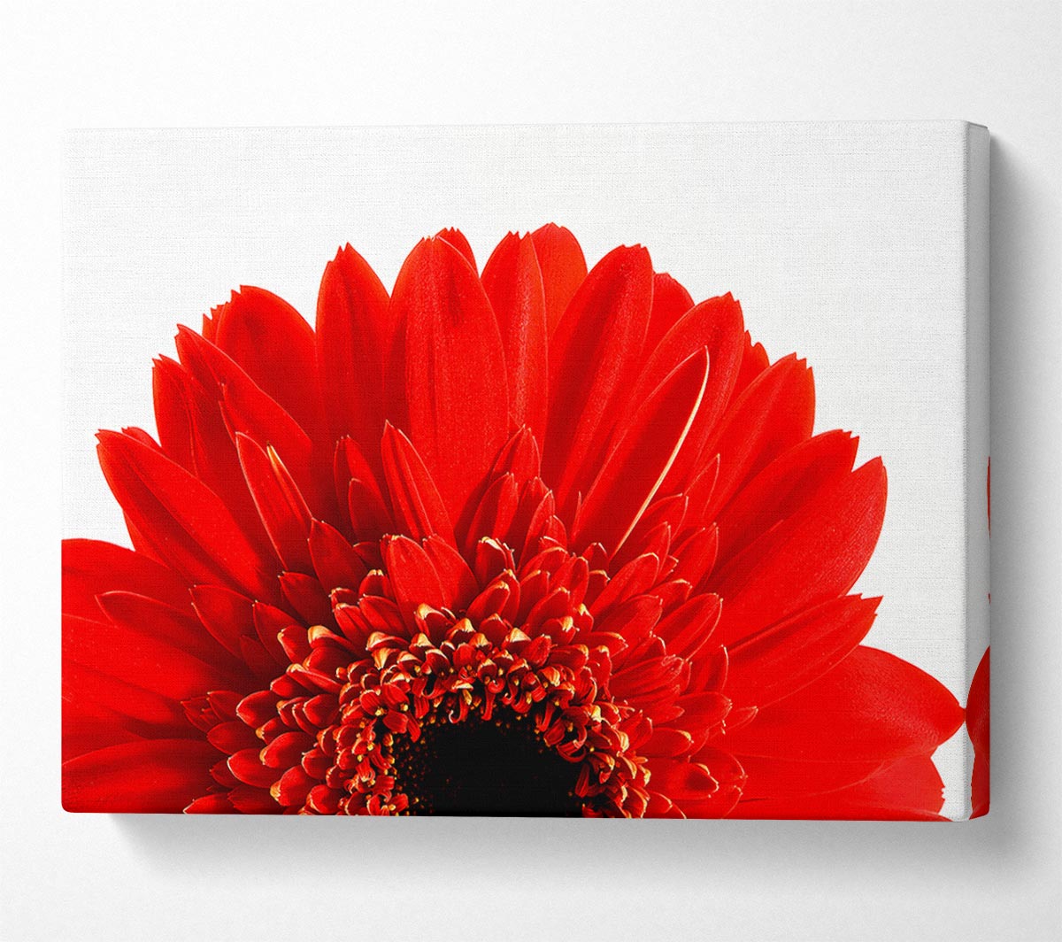 Red Gerbera Head Canvas Wall Art