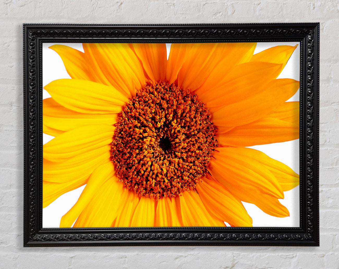 Sunflower Petals Framed Print