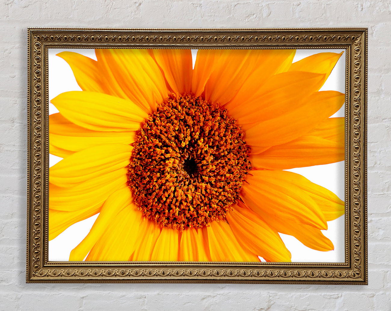Sunflower Petals Framed Print
