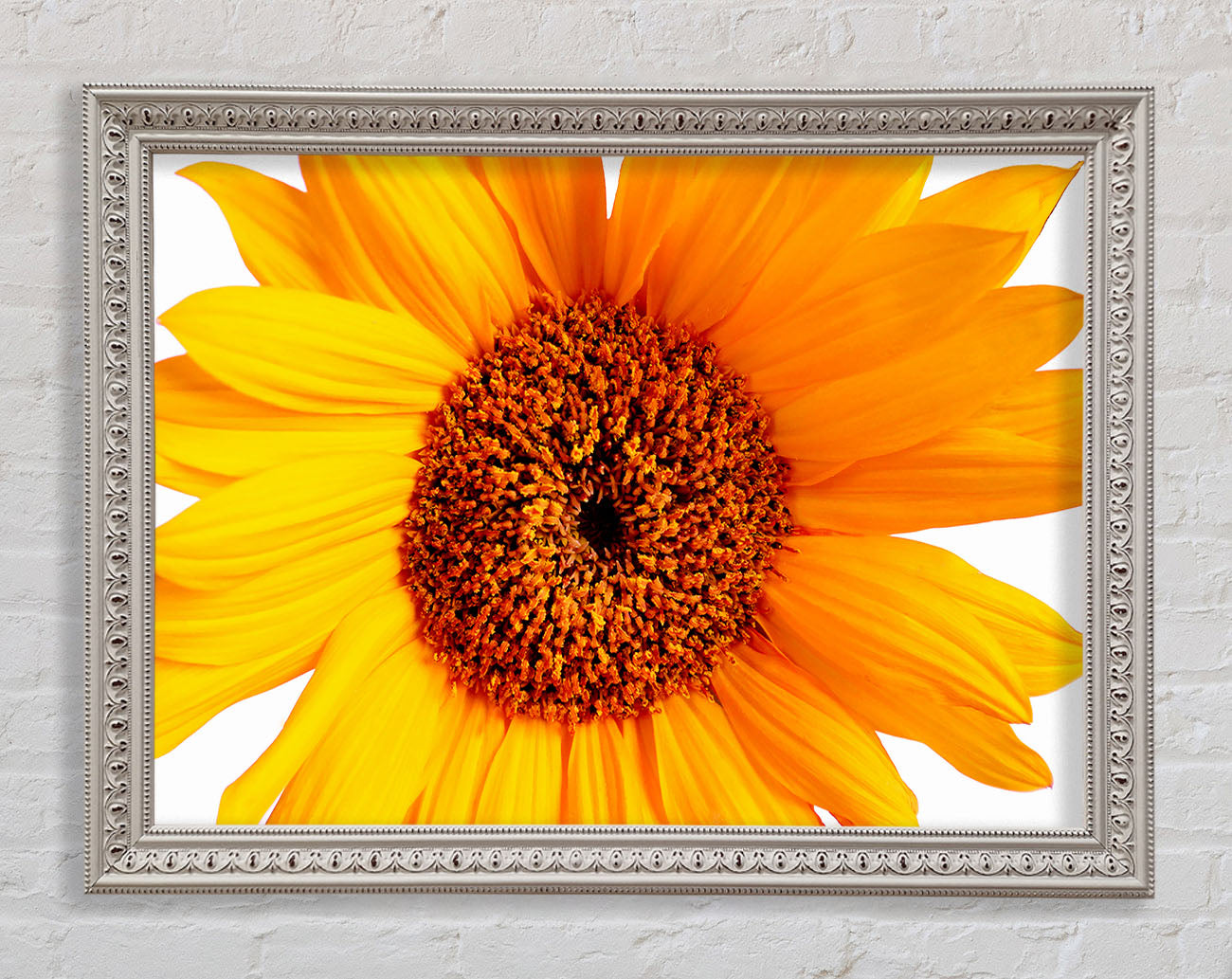 Sunflower Petals Framed Print