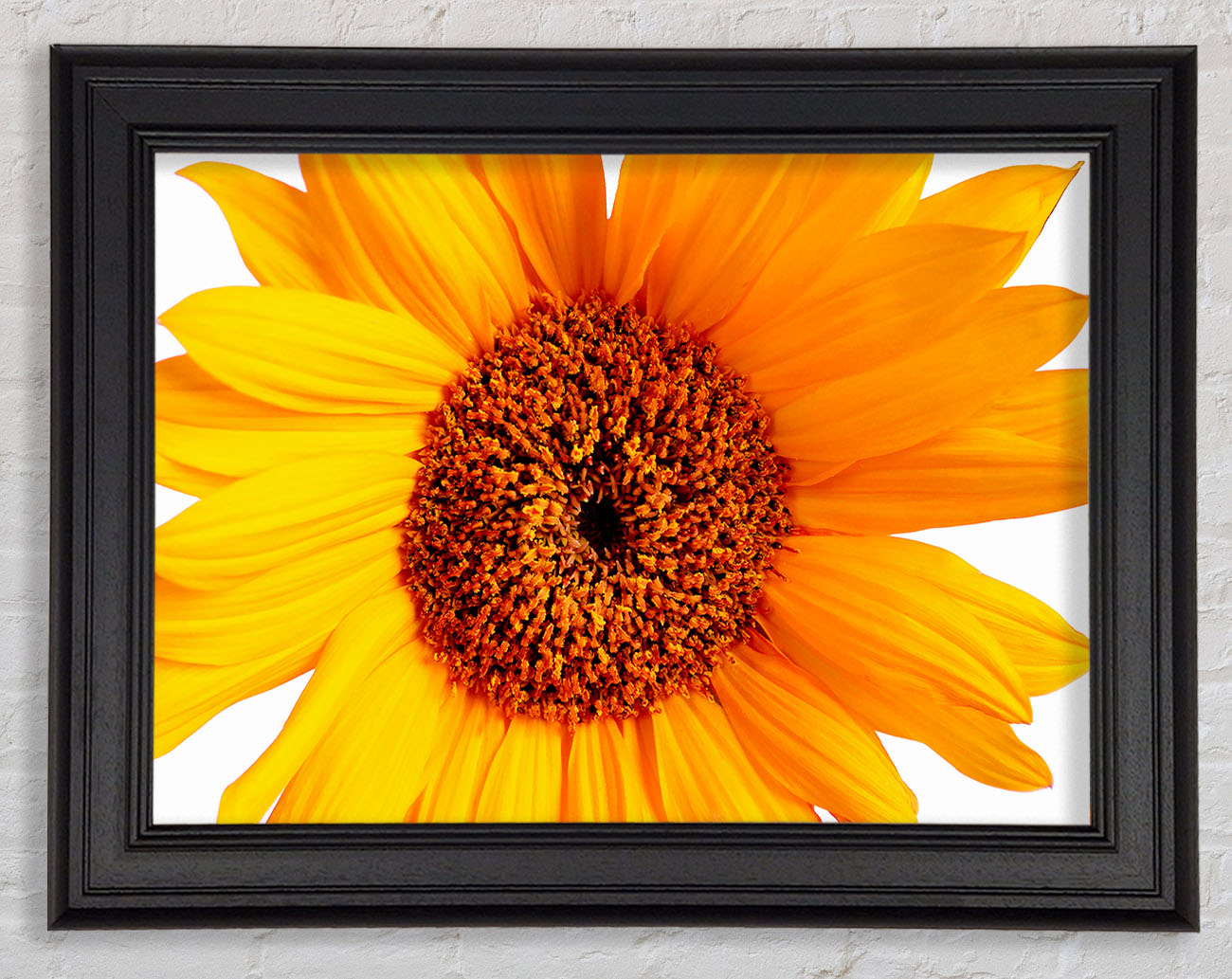 Sunflower Petals Framed Print