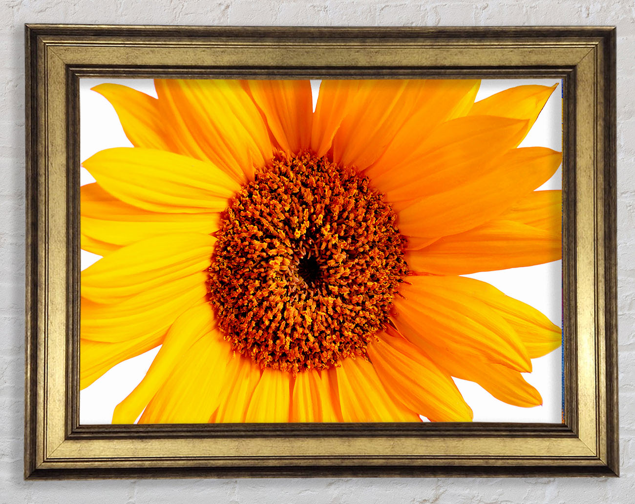Sunflower Petals Framed Print