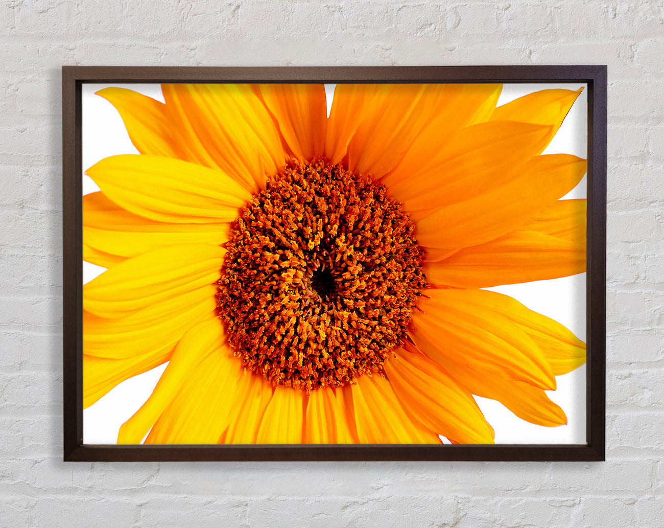 Sunflower Petals Framed Print