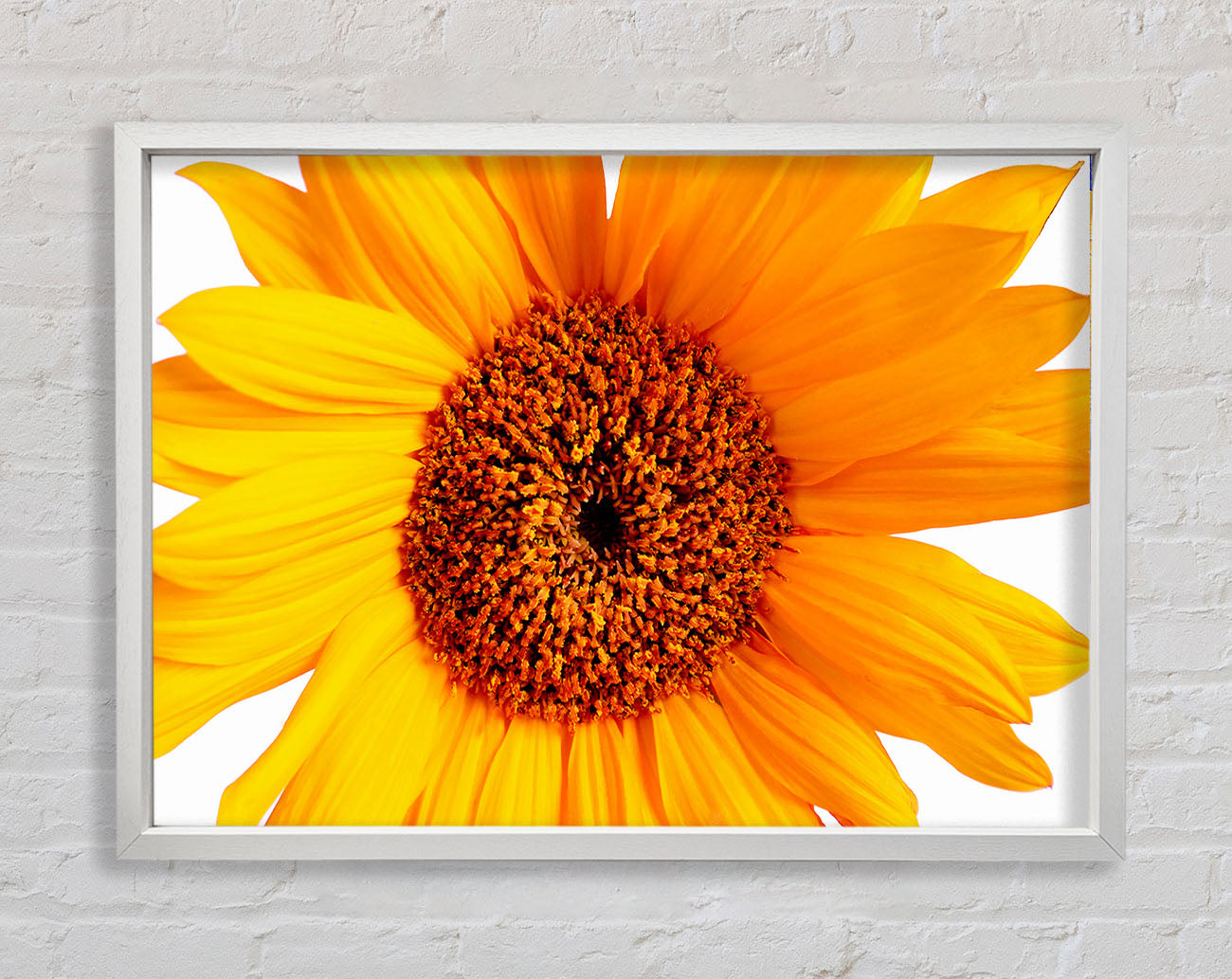 Sunflower Petals Framed Print