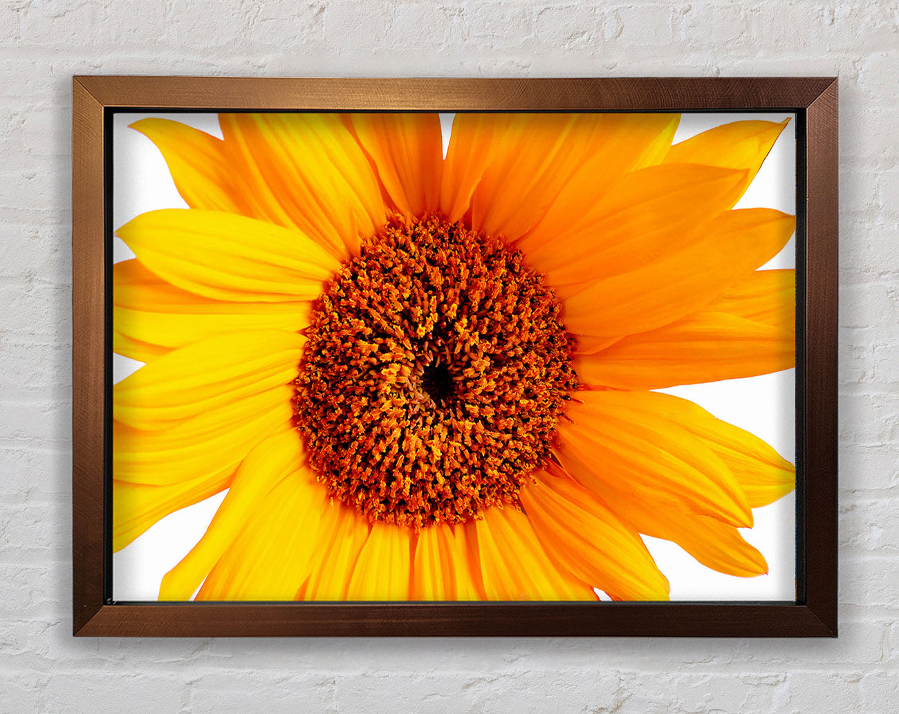 Sunflower Petals Framed Print