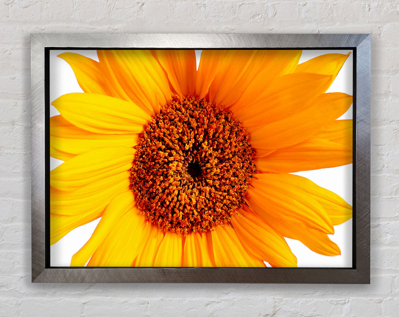Sunflower Petals Framed Print