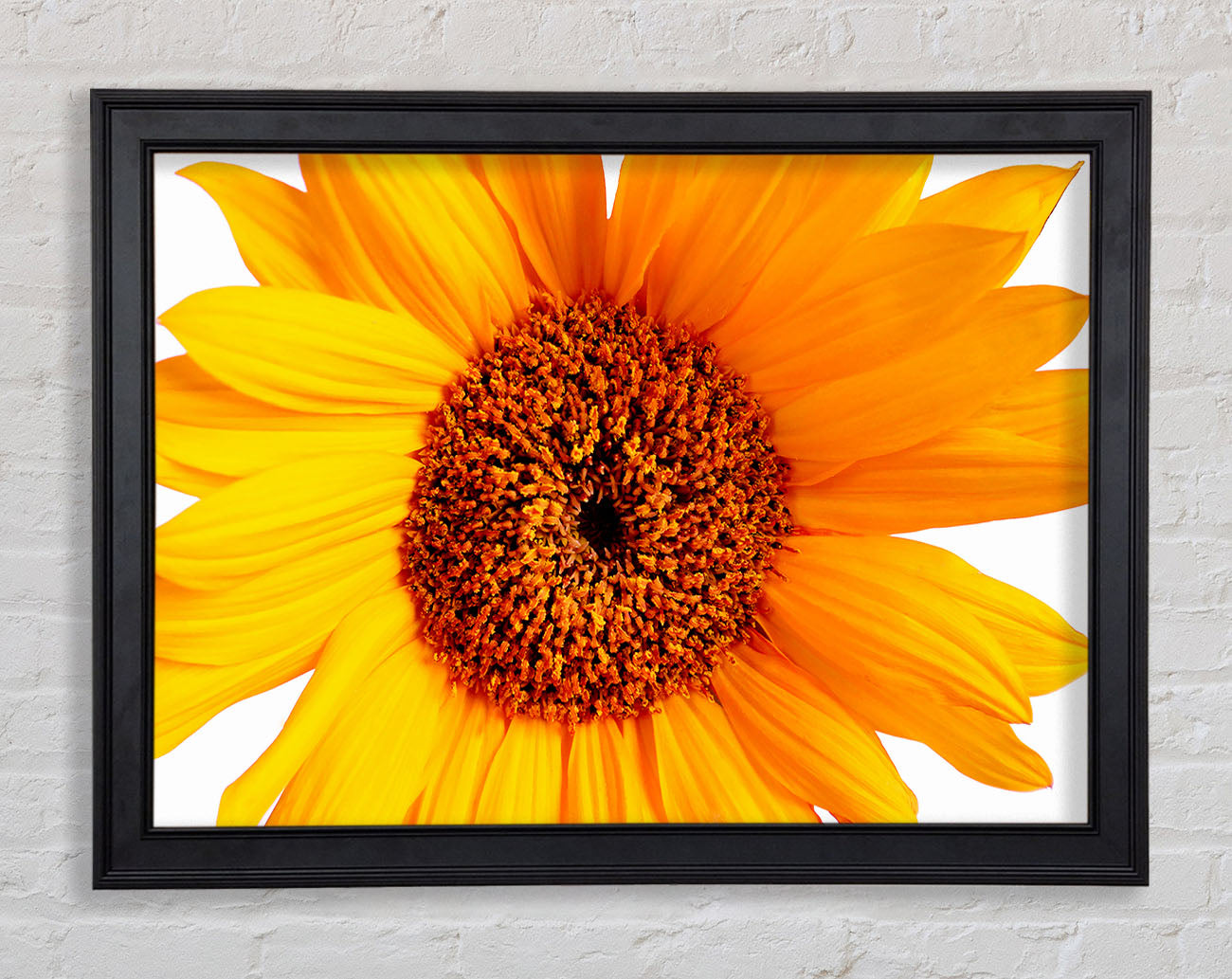 Sunflower Petals Framed Print