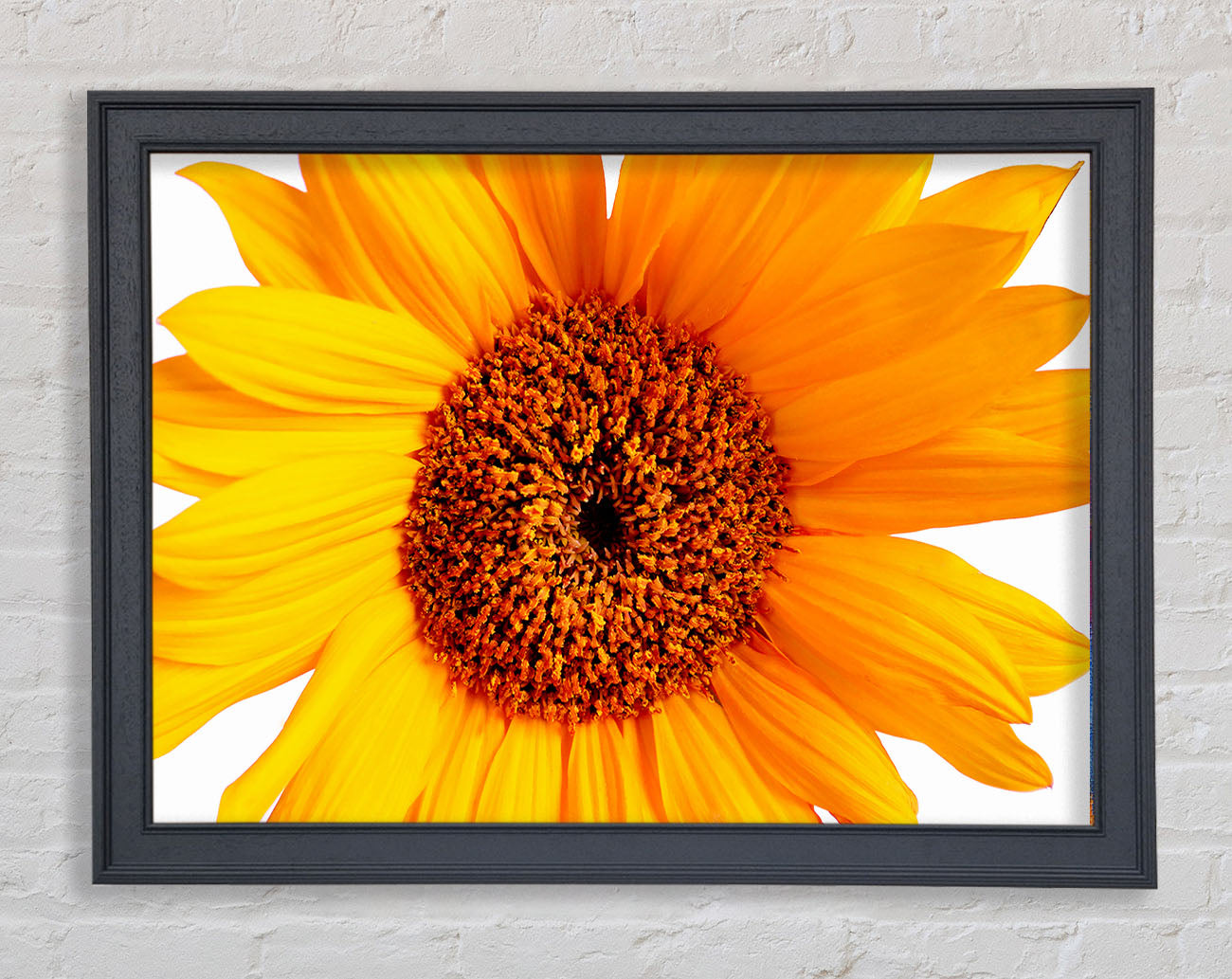 Sunflower Petals Framed Print