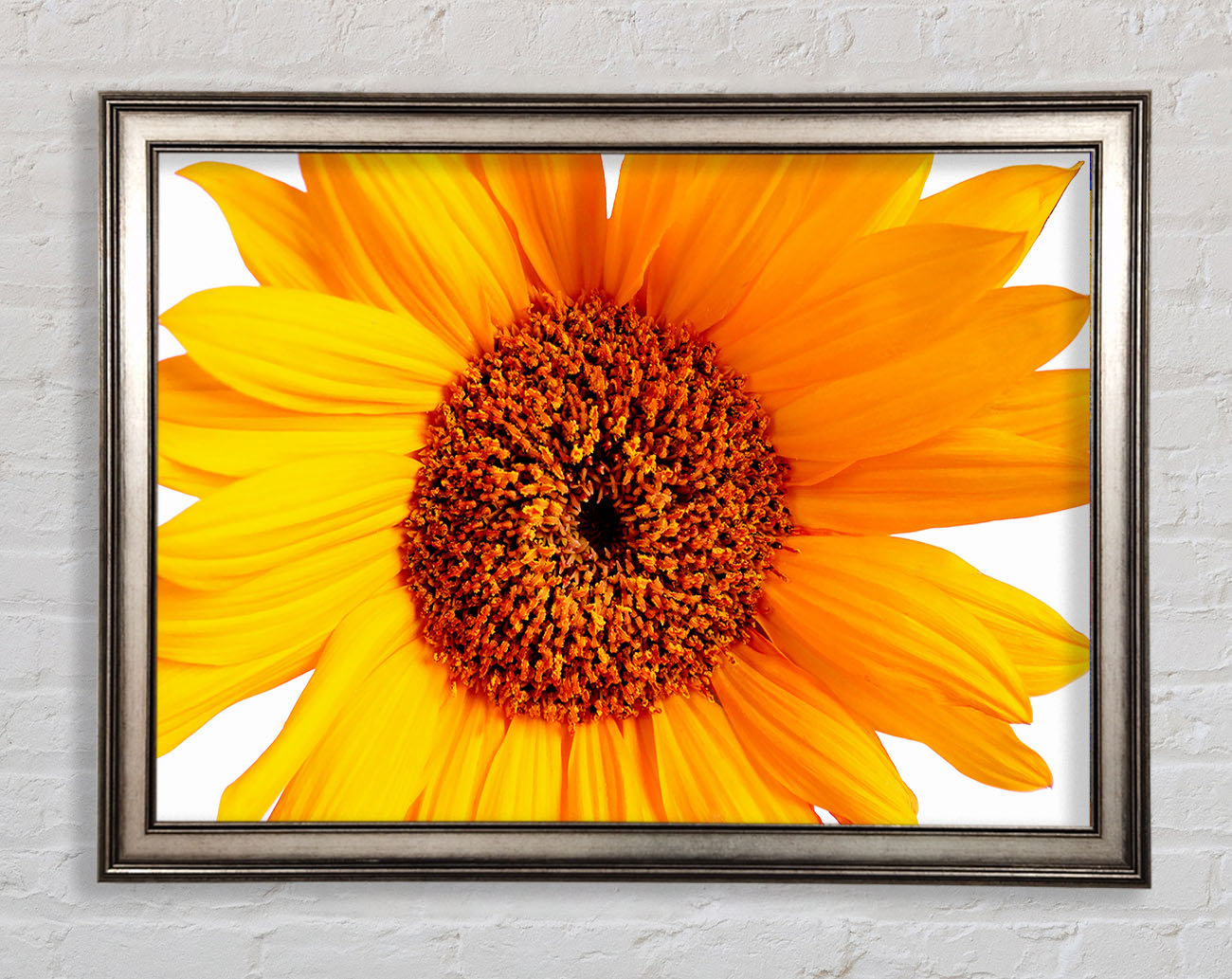 Sunflower Petals Framed Print