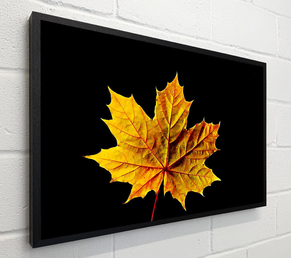 A Single Autumn Leaf