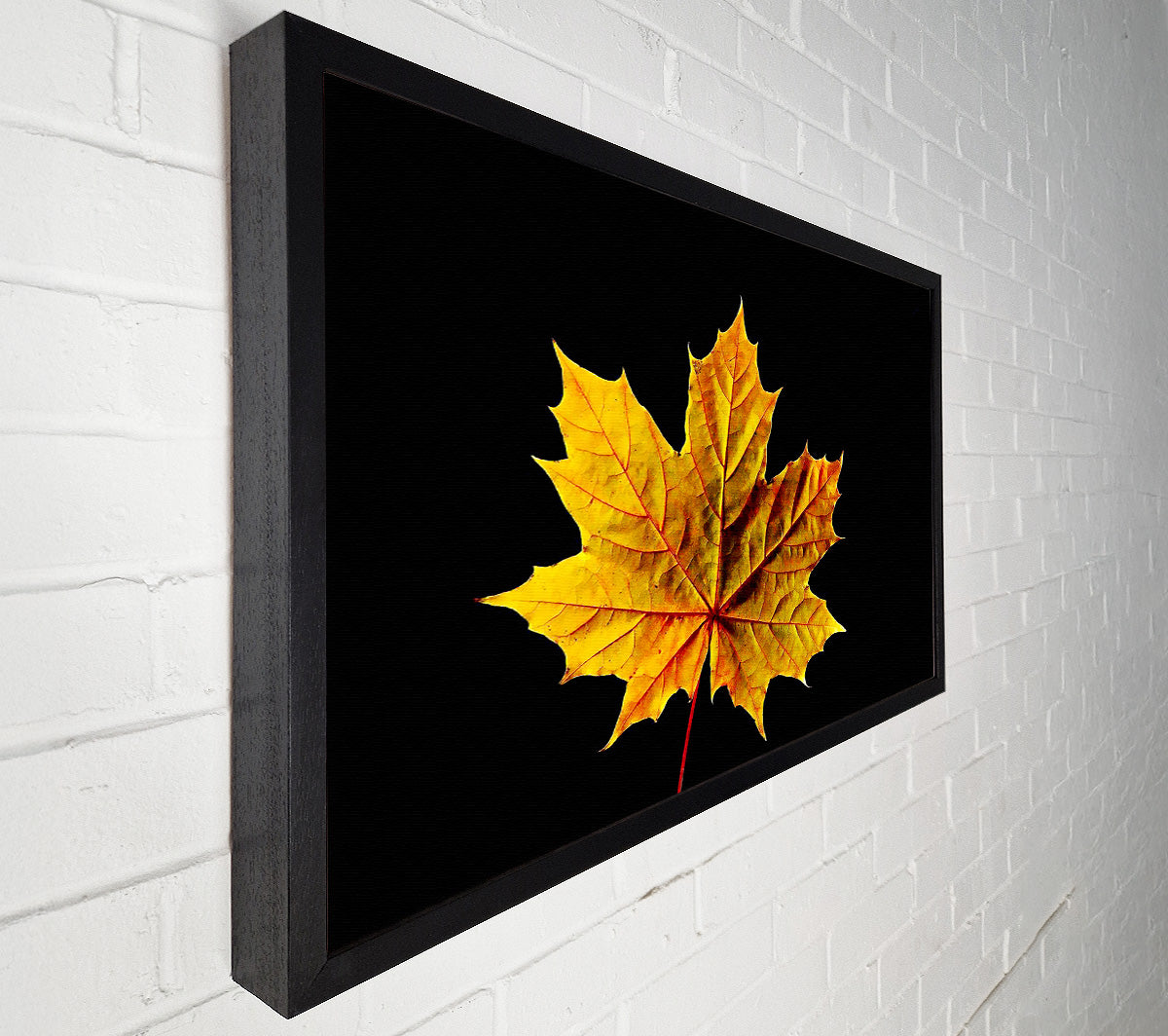 A Single Autumn Leaf Canvas Print