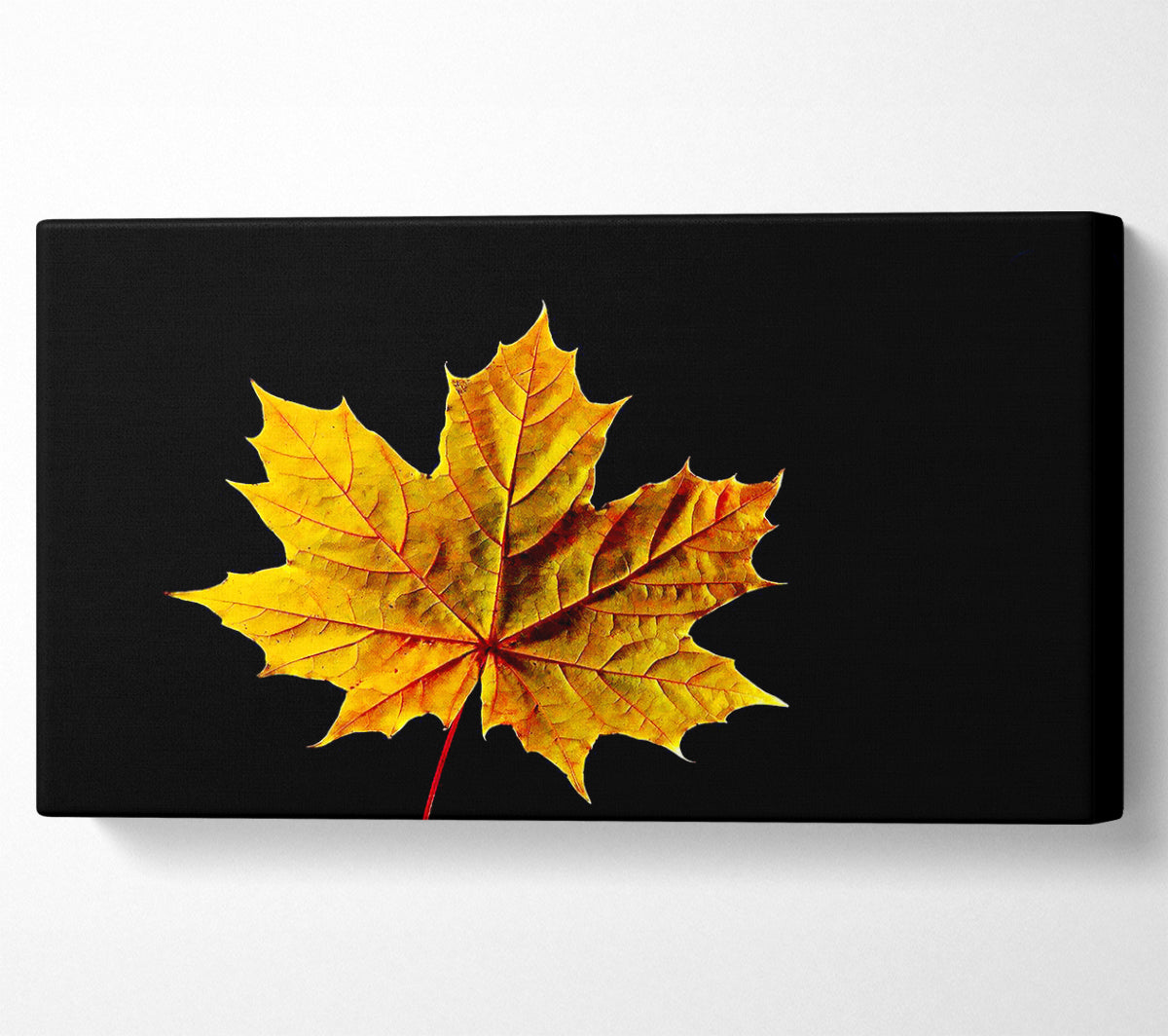 A Single Autumn Leaf Canvas Print