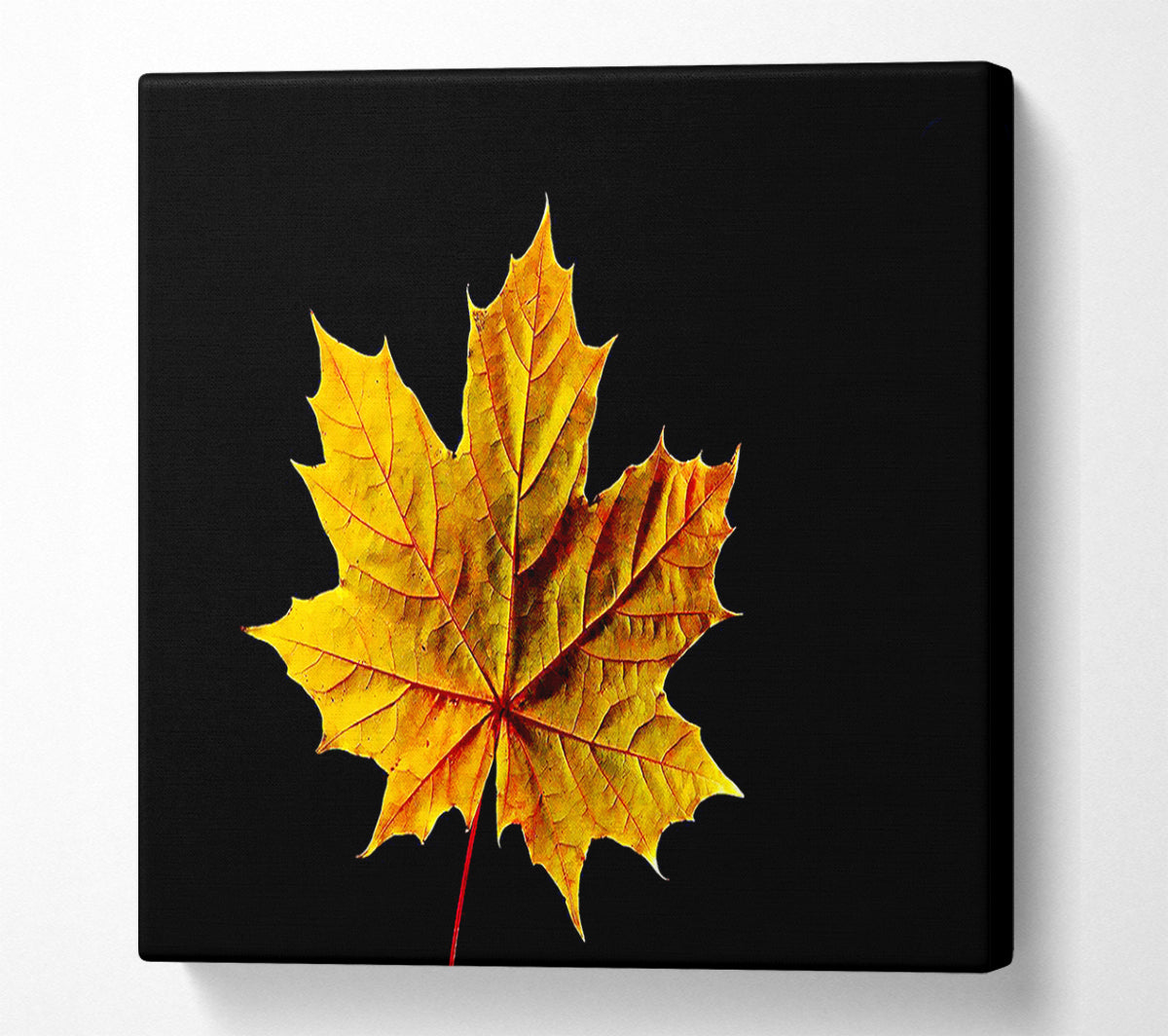 A Single Autumn Leaf Canvas Print
