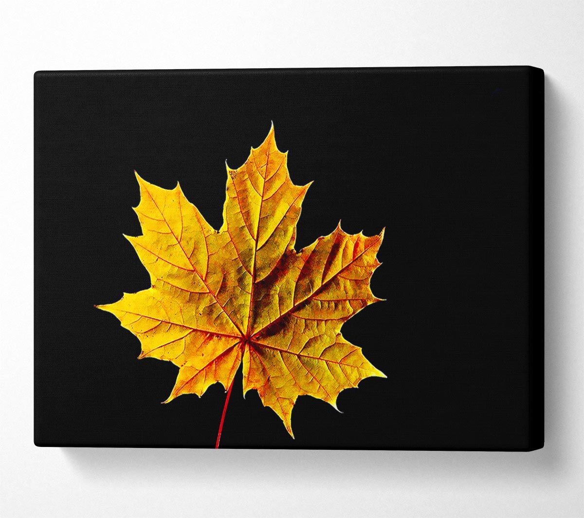 A Single Autumn Leaf Canvas Print