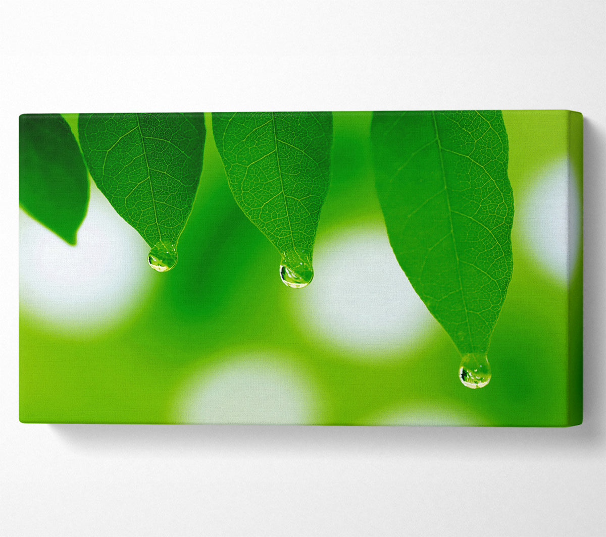 Trio Dewdrop Leaf Canvas Wall Art
