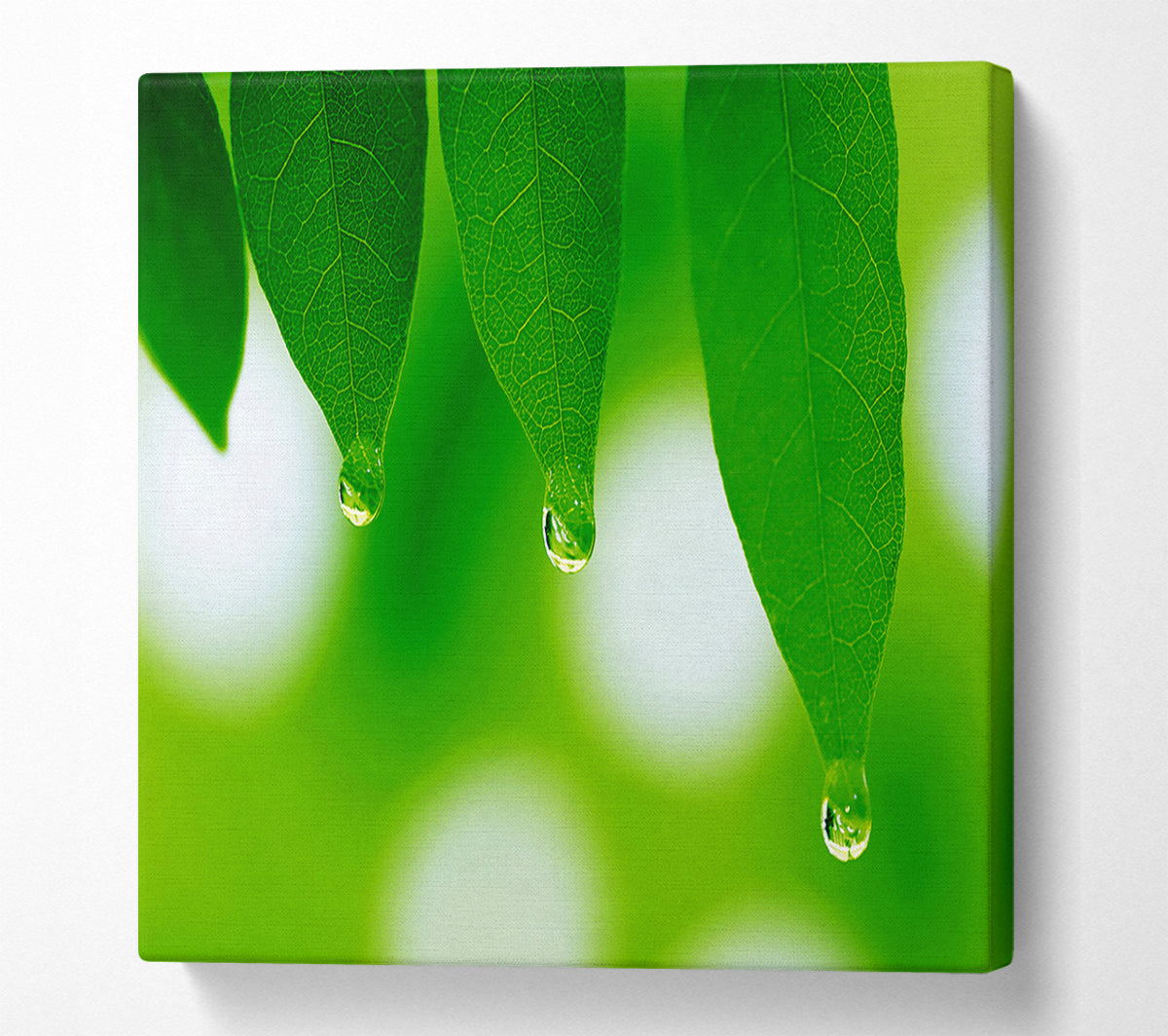 Trio Dewdrop Leaf Canvas Wall Art