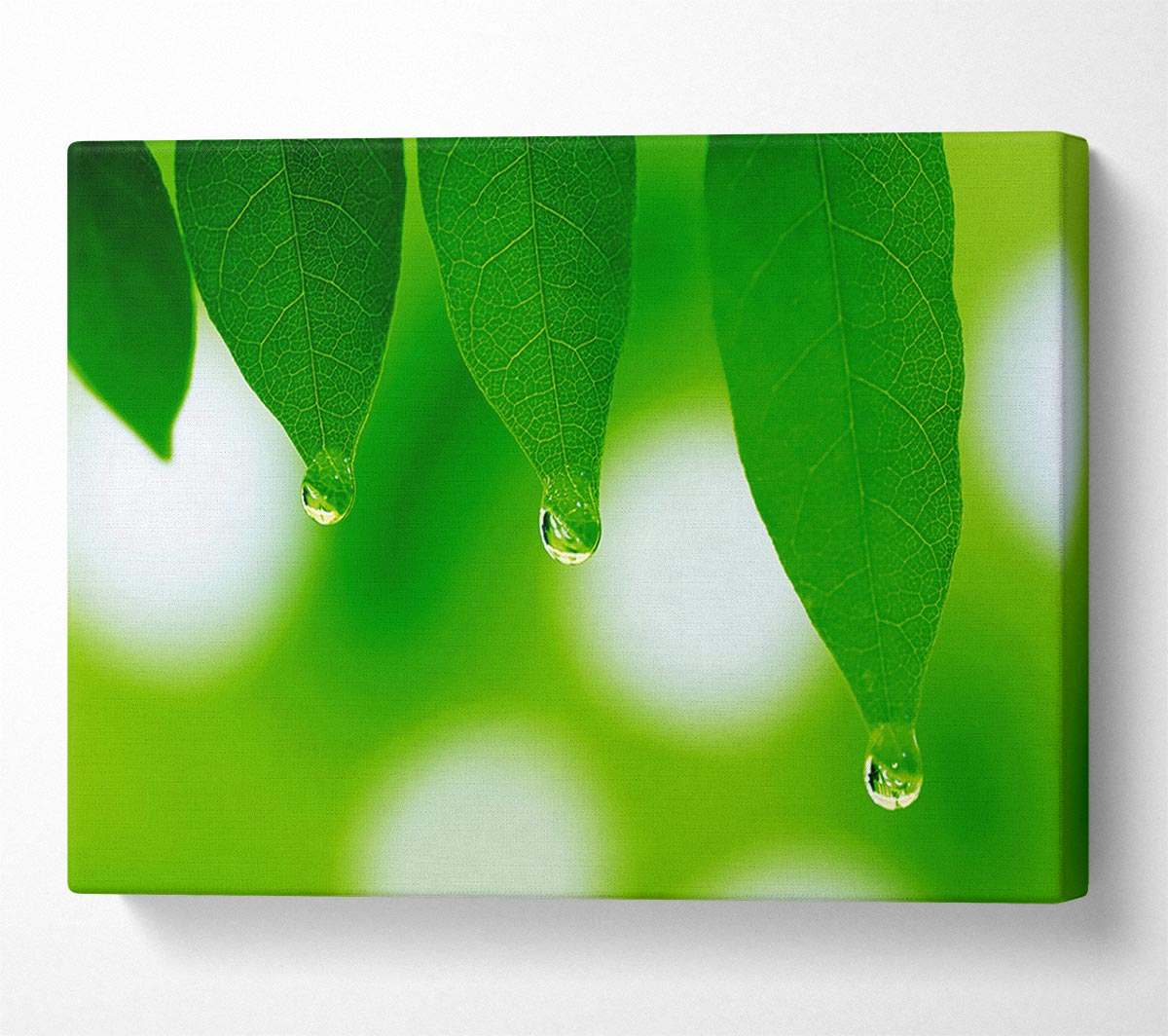 Trio Dewdrop Leaf Canvas Wall Art