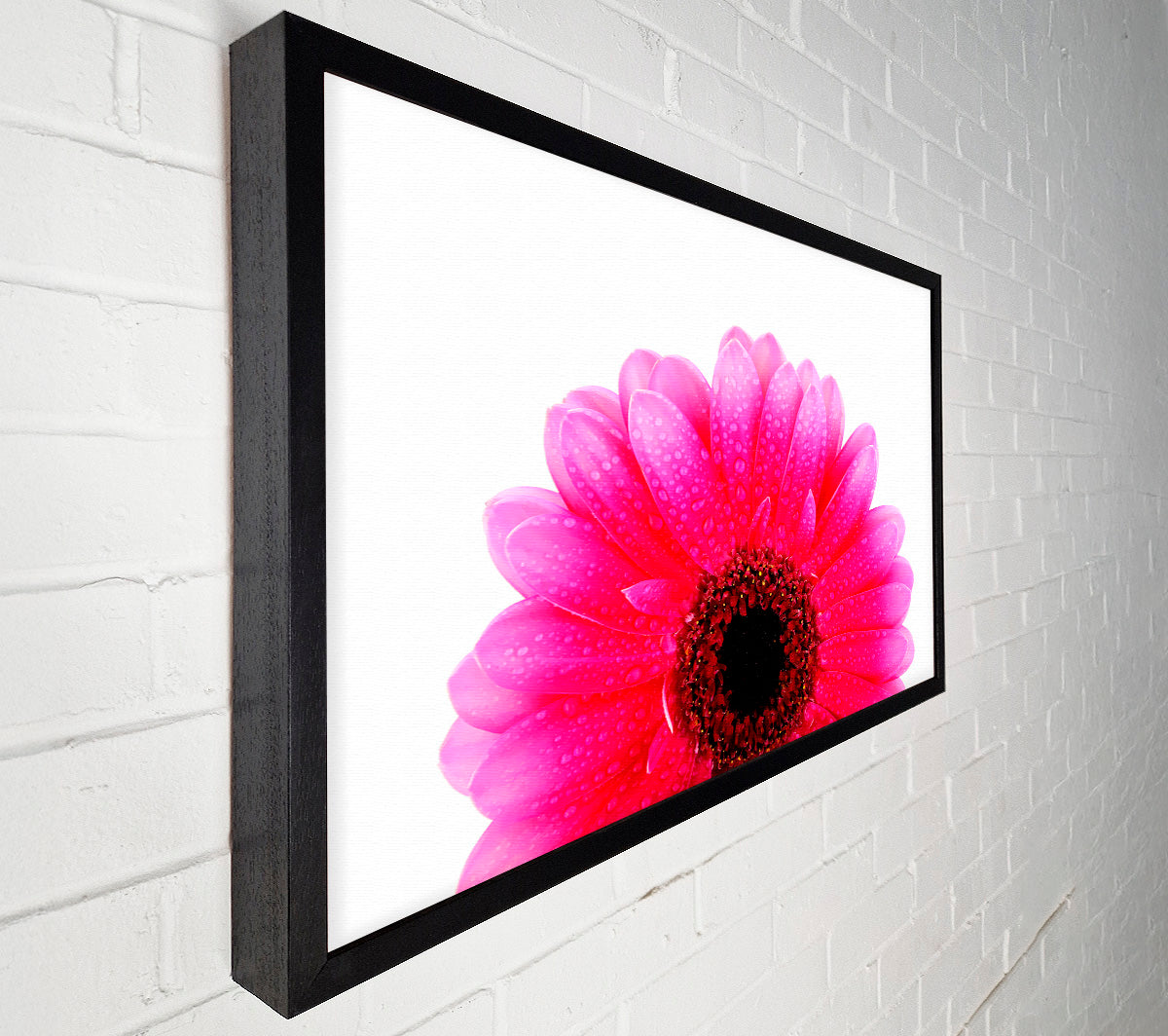 Pink Petal Dew Drop Gerbera Canvas Wall Art