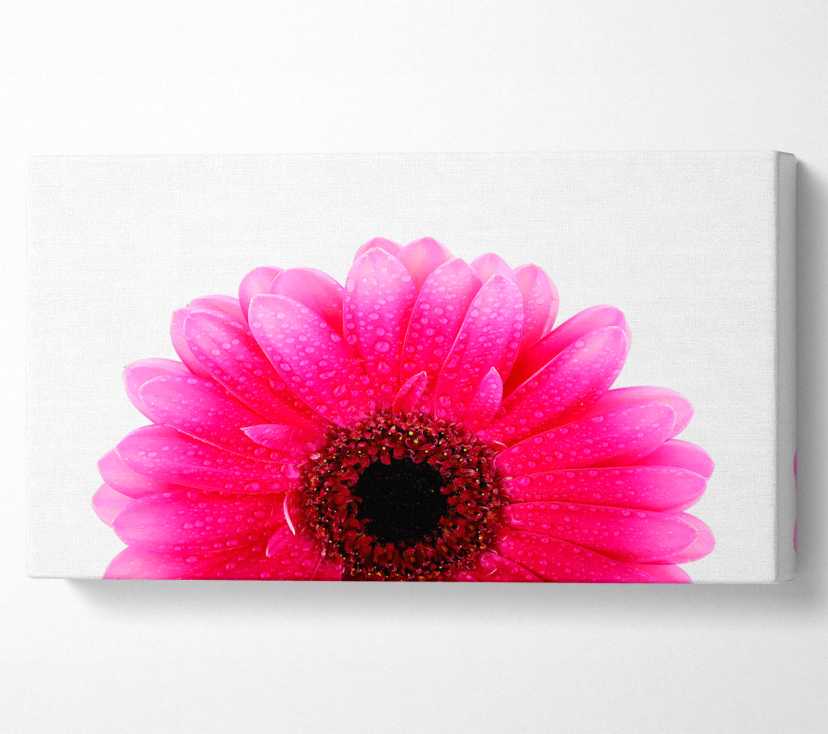 Pink Petal Dew Drop Gerbera Canvas Wall Art