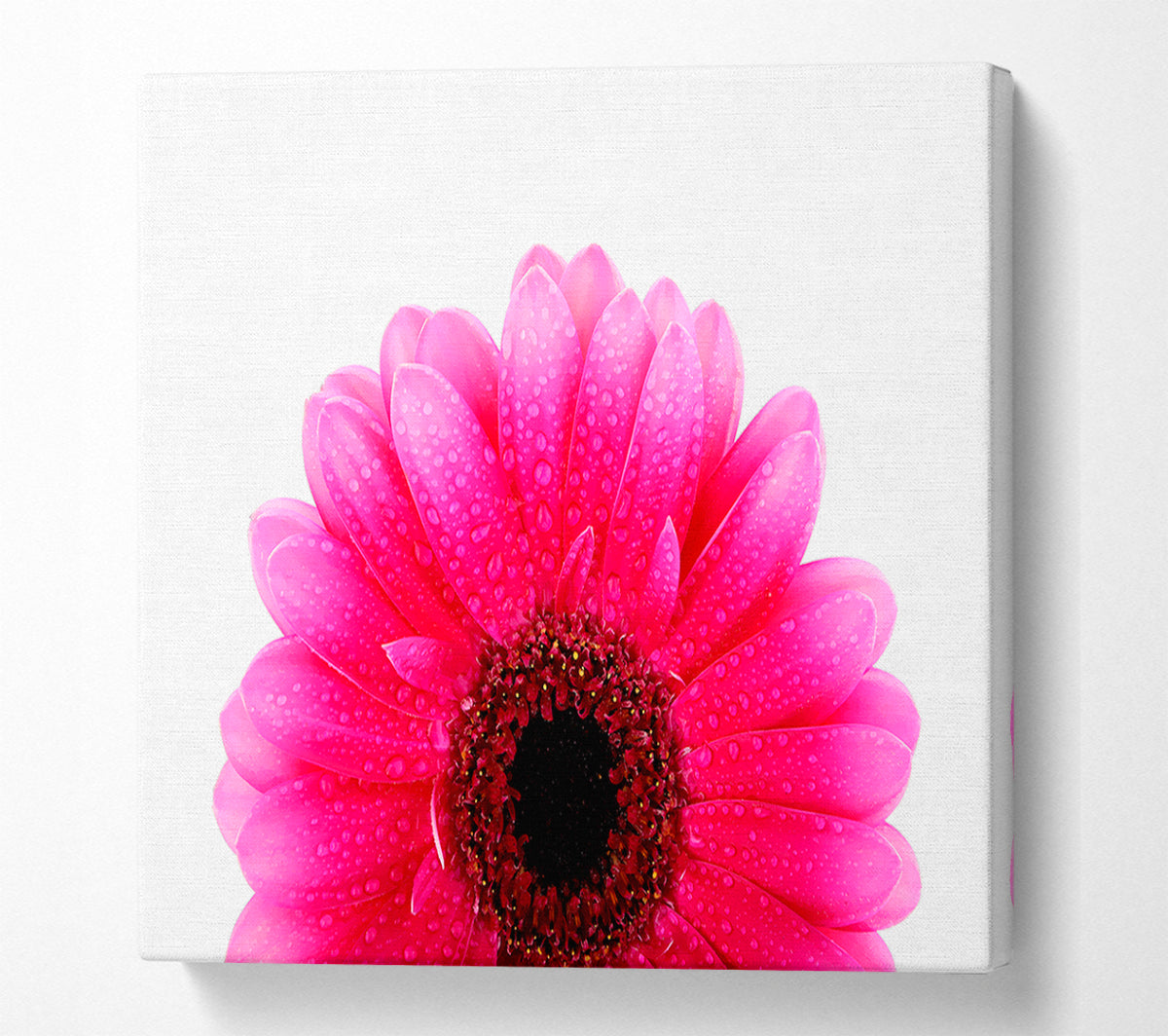 Pink Petal Dew Drop Gerbera Canvas Wall Art