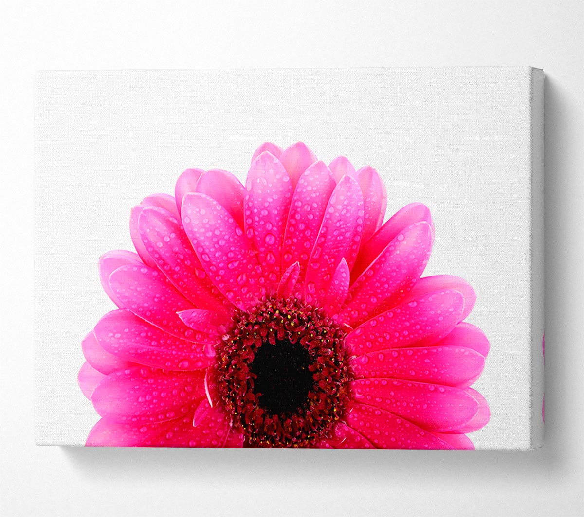 Pink Petal Dew Drop Gerbera Canvas Wall Art