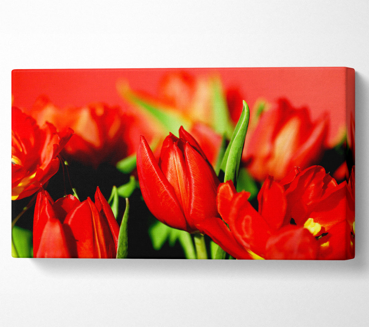 Tulips In Sunlight Canvas Wall Art